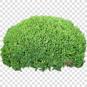 CUT OUT SHRUBS PACK 2 00021 - Pixel 1462 x 1462