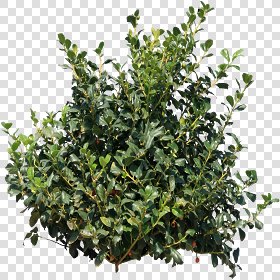 CUT OUT SHRUBS PACK 2 00021 - Pixel 1024 x 1024