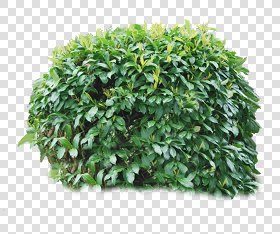 CUT OUT SHRUBS PACK 2 00021 - Pixel 976 x 976