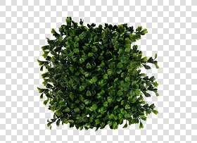 CUT OUT SHRUBS PACK 2 00021 - Pixel 1024 x 746