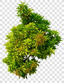 CUT OUT SHRUBS PACK 2 00021 - Pixel 1024 x 1323