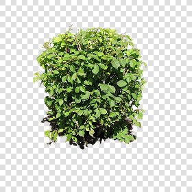 CUT OUT SHRUBS PACK 2 00021 - Pixel 2000 x 2000