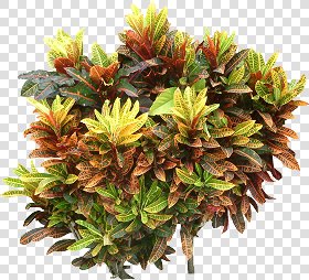 CUT OUT SHRUBS PACK 3 00022 - Pixel 1939 x 1266