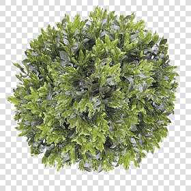 CUT OUT SHRUBS PACK 3 00022 - Pixel 800 x 800