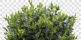 CUT OUT SHRUBS PACK 3 00022 - Pixel 461 x 231