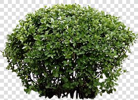 CUT OUT SHRUBS PACK 3 00022 - Pixel 466 x 339