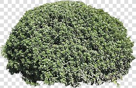 CUT OUT SHRUBS PACK 3 00022 - Pixel 536 x 348