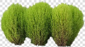 CUT OUT SHRUBS PACK 3 00022 - Pixel 514 x 285