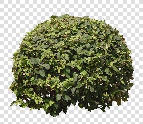 CUT OUT SHRUBS PACK 3 00022 - Pixel 1490 x 1302