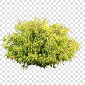 CUT OUT SHRUBS PACK 3 00022 - Pixel 2805 x 2805