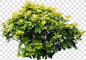 CUT OUT SHRUBS PACK 3 00022 - Pixel 1881 x 1323