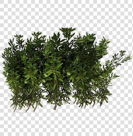 CUT OUT SHRUBS PACK 3 00022 - Pixel 1000 x 1020