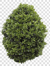 CUT OUT SHRUBS PACK 3 00022 - Pixel 913 x 1200