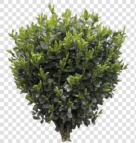 CUT OUT SHRUBS PACK 3 00022 - Pixel 955 x 1000