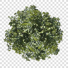 CUT OUT SHRUBS PACK 3 00022 - Pixel 800 x 800