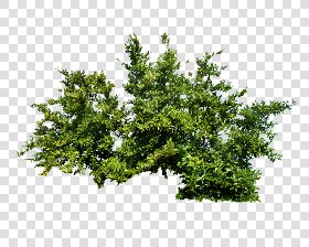 CUT OUT SHRUBS & HEDGES PACK 4 00023 - cut out shrub pack 4.11 pixel 3000 x 2400