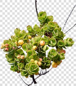 CUT OUT SHRUBS & HEDGES PACK 4 00023 - cut out shrub pack 4.13 pixel 944 x 1062