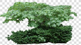 CUT OUT SHRUBS & HEDGES PACK 4 00023 - cut out shrub pack 4.16 pixel 2941 x 1648