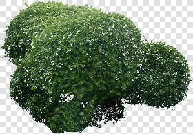 CUT OUT SHRUBS & HEDGES PACK 4 00023 - cut out shrub pack 4.17 pixel 1397 x 972