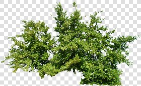 CUT OUT SHRUBS & HEDGES PACK 4 00023 - cut out shrub pack 4.19 pixel 2494 x 1529