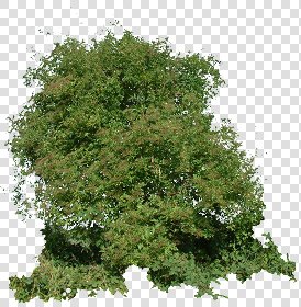 CUT OUT SHRUBS & HEDGES PACK 4 00023 - cut out shrub pack 4.20 pixel 1927 x 1963