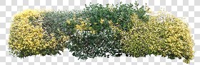 CUT OUT SHRUBS & HEDGES PACK 4 00023 - cut out shrub pack 4.21 pixel 2826 x 933