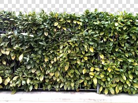 CUT OUT SHRUBS & HEDGES PACK 4 00023 - cut out hedge pack 4.4 pixel 2048 x 1536