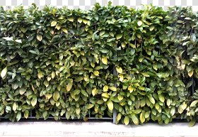 CUT OUT SHRUBS & HEDGES PACK 4 00023 - cut out hedge pack 4.5 pixel 2042 x 1413
