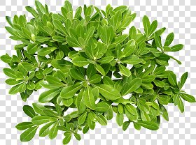 CUT OUT SHRUBS & HEDGES PACK 4 00023 - cut out shrub pack 4.6 pixel 2046 x 1522