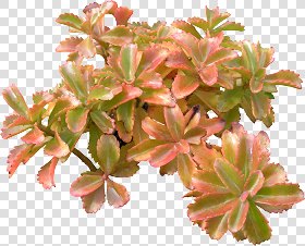 CUT OUT SHRUBS & HEDGES PACK 4 00023 - cut out shrub pack 4.7 pixel 1560 x 1262