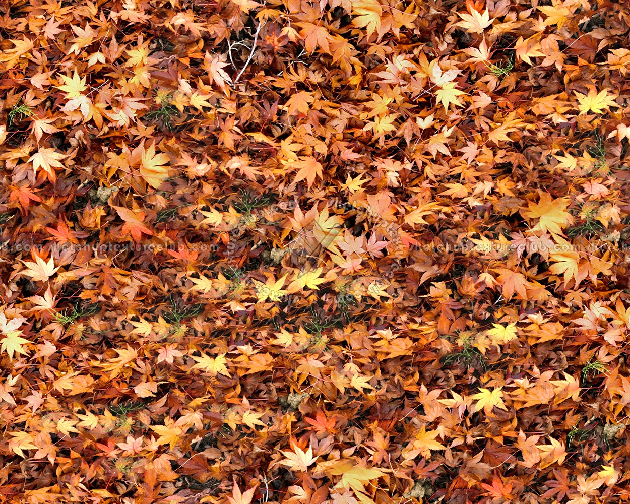 Images Of Dead Leaves Japaneseclassjp