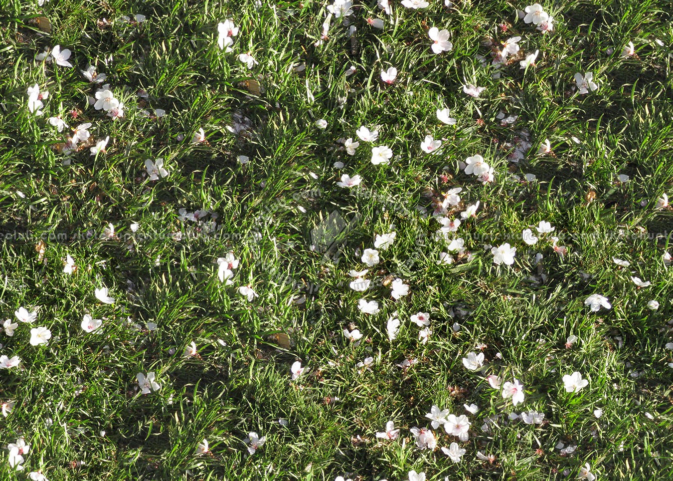 Textures   -   NATURE ELEMENTS   -   VEGETATION   -   Flowery fields  - Flowery meadow texture seamless 12939 (seamless)