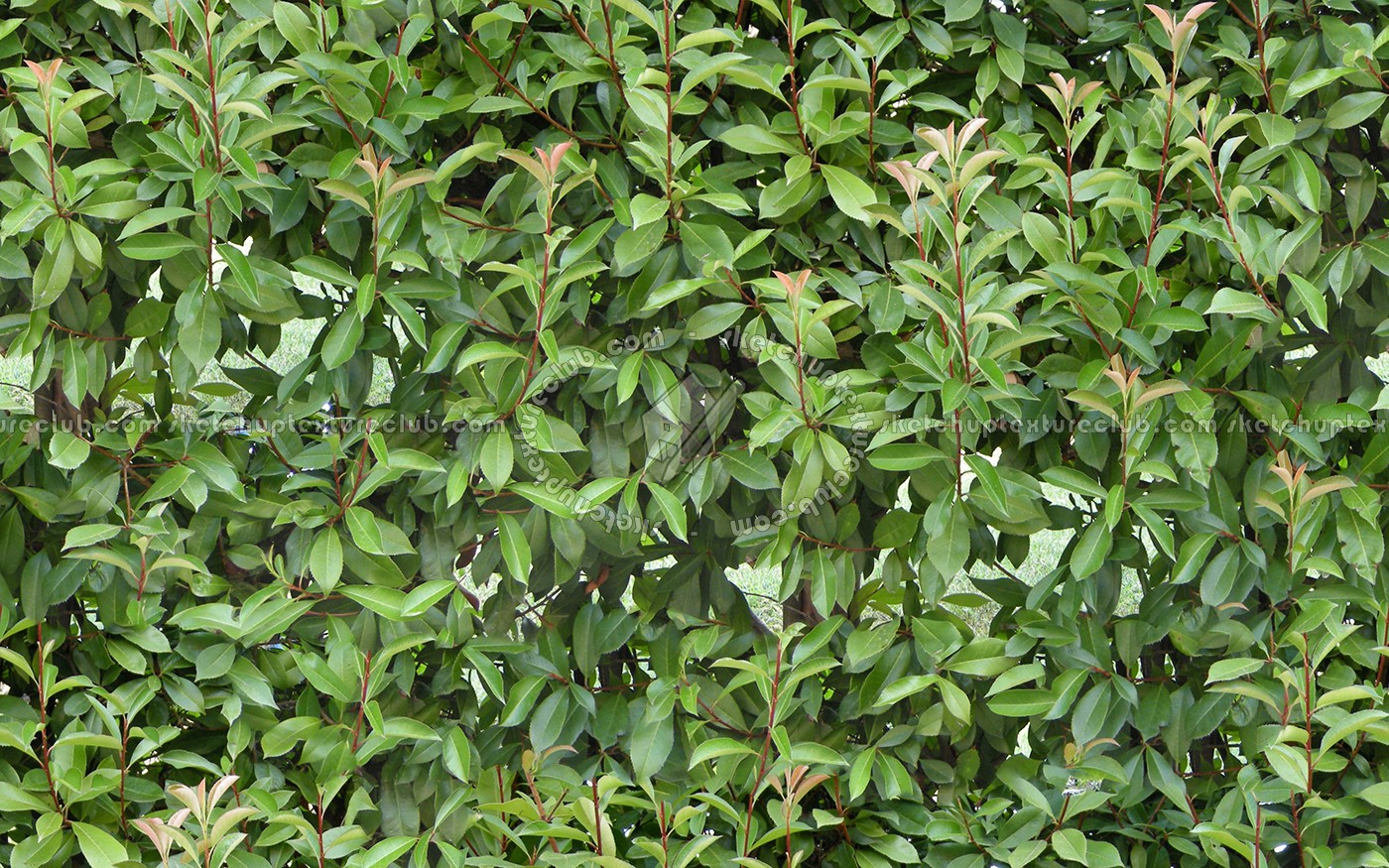 Textures   -   NATURE ELEMENTS   -   VEGETATION   -   Hedges  - Green hedge texture seamless 13068 (seamless)