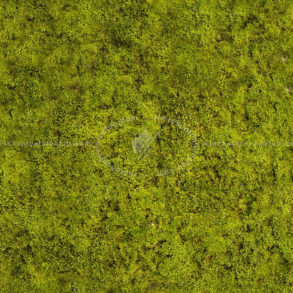 Seamless Moss Texture