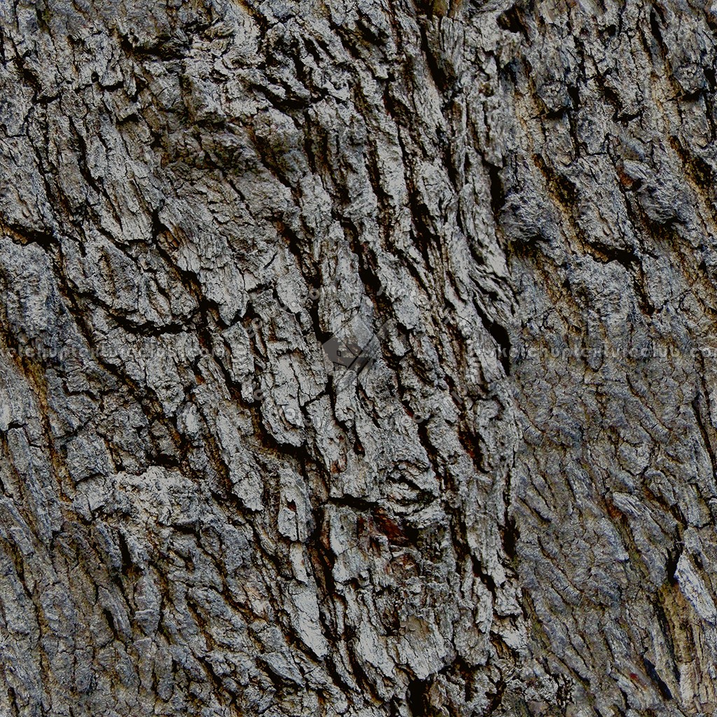 Textures   -   NATURE ELEMENTS   -   BARK  - Bark texture seamless 12309 (seamless)