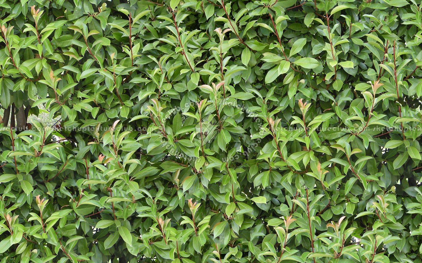 Textures   -   NATURE ELEMENTS   -   VEGETATION   -   Hedges  - Green hedge texture seamless 13069 (seamless)