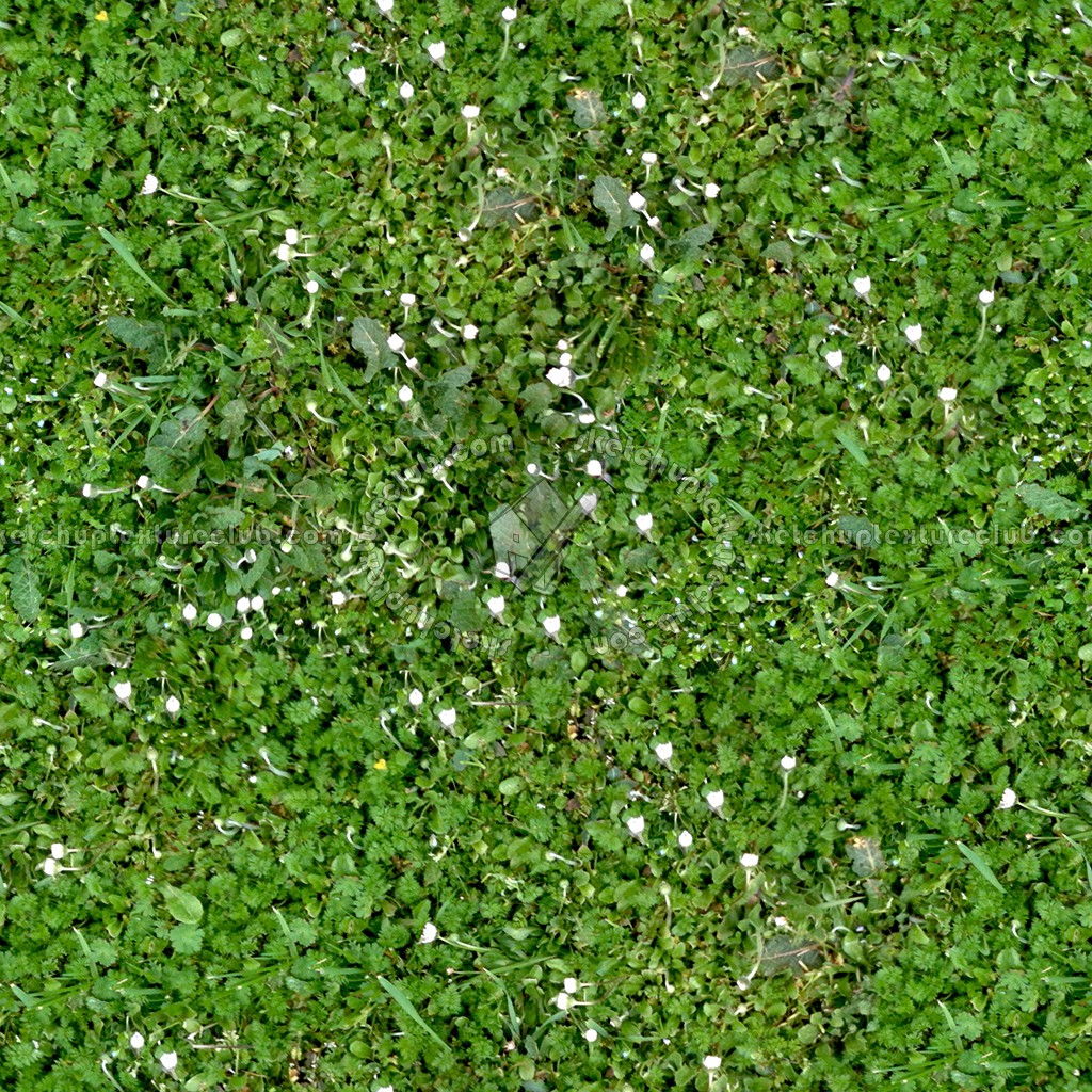 Textures   -   NATURE ELEMENTS   -   VEGETATION   -   Flowery fields  - Flowery meadow texture seamless 12941 (seamless)