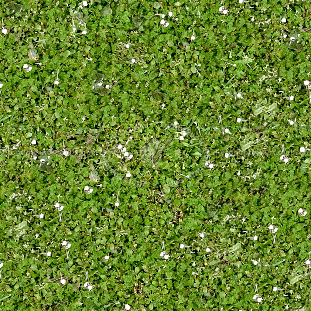 Textures   -   NATURE ELEMENTS   -   VEGETATION   -   Flowery fields  - Flowery meadow texture seamless 12942 (seamless)