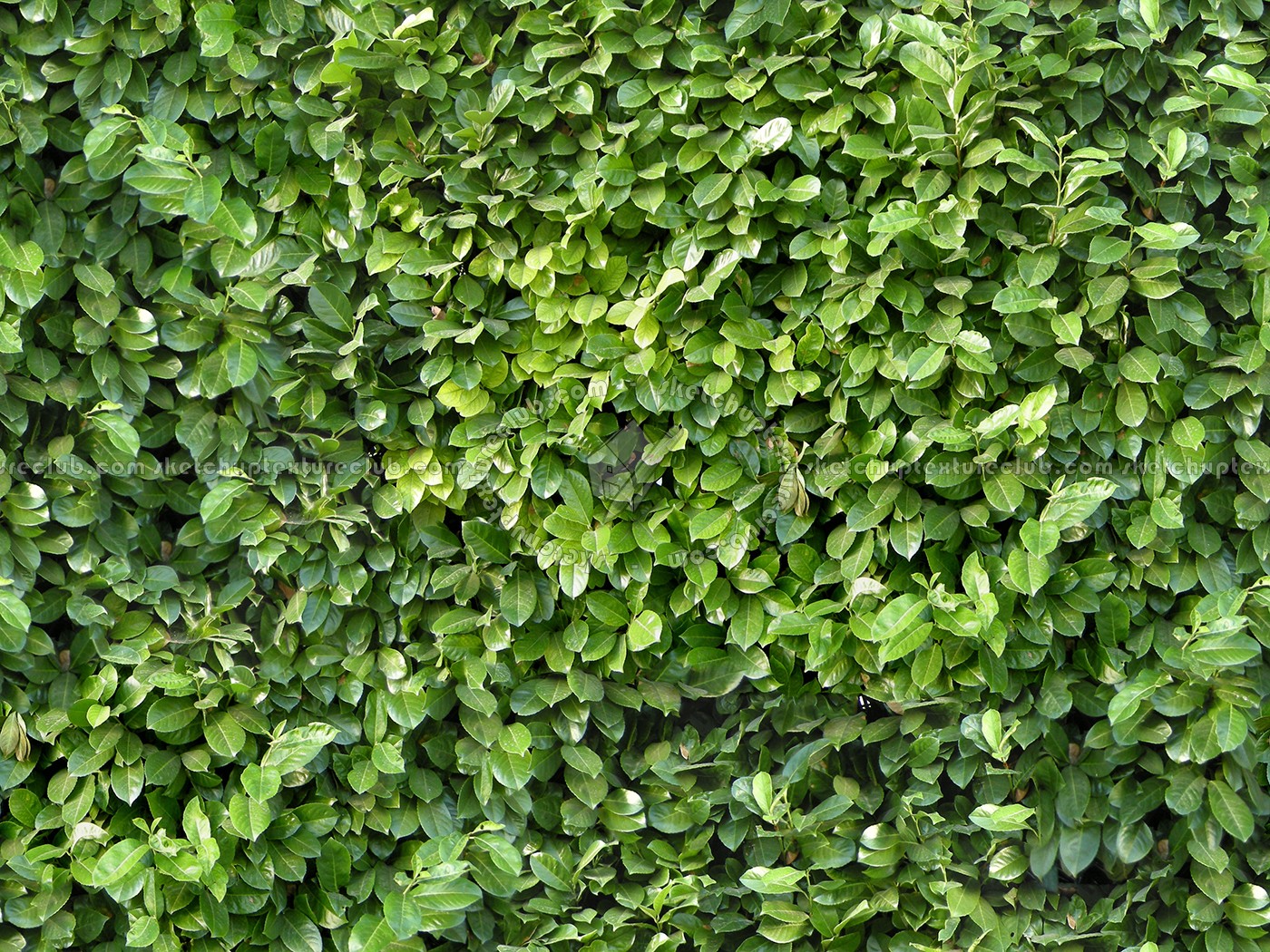 Textures   -   NATURE ELEMENTS   -   VEGETATION   -   Hedges  - Green hedge texture seamless 13071 (seamless)