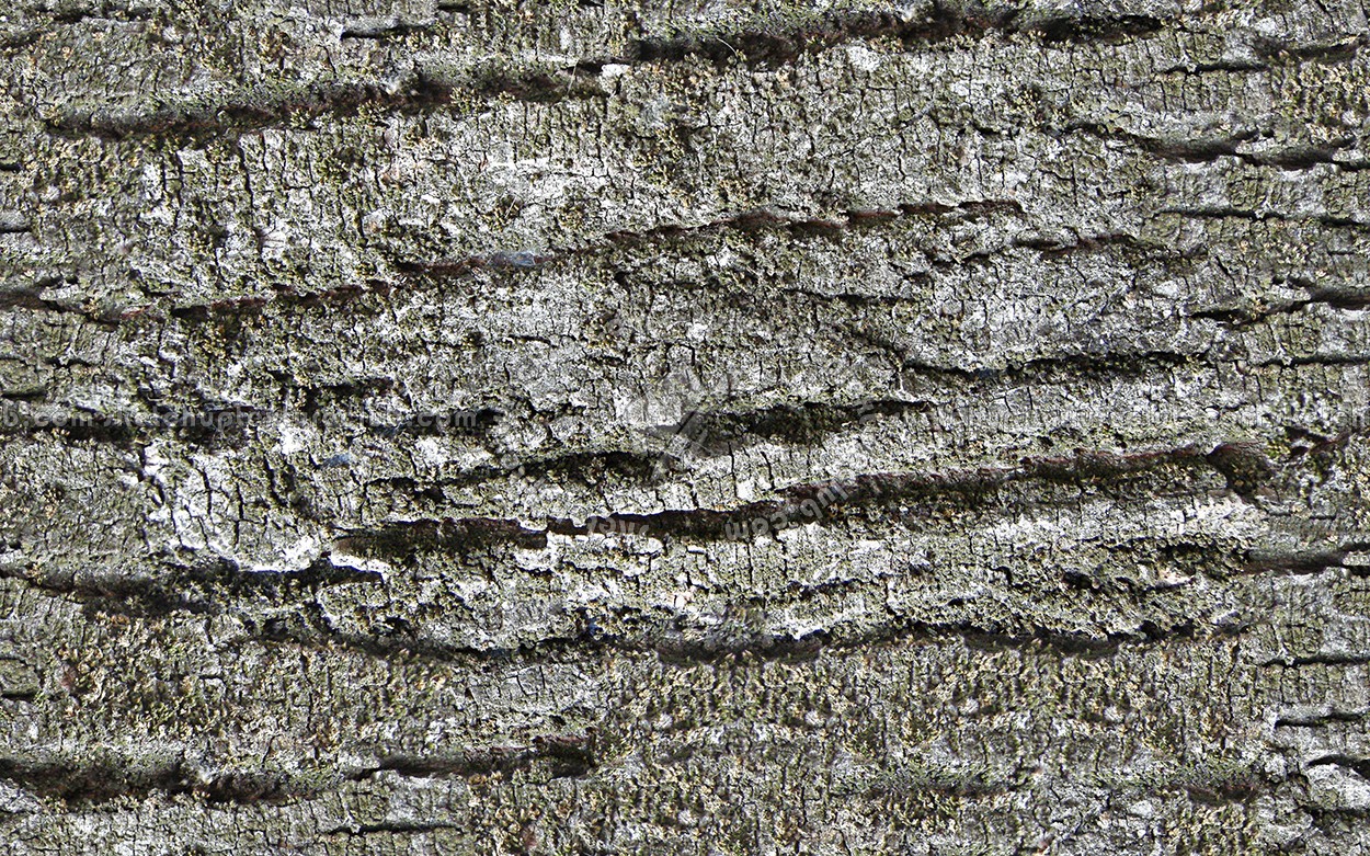 Textures   -   NATURE ELEMENTS   -   BARK  - Bark texture seamless 12312 (seamless)
