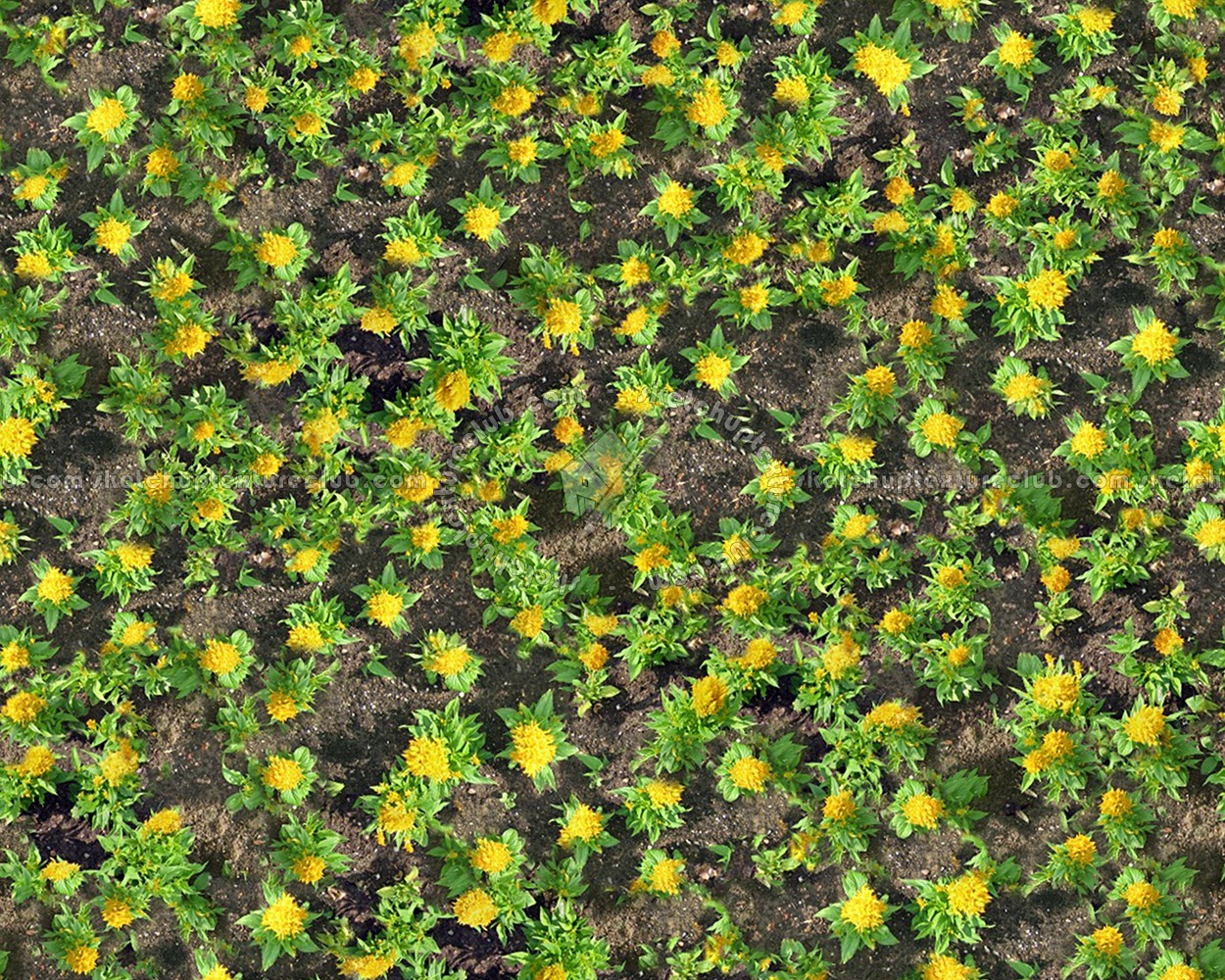 Textures   -   NATURE ELEMENTS   -   VEGETATION   -   Flowery fields  - Flowery meadow texture seamless 12943 (seamless)