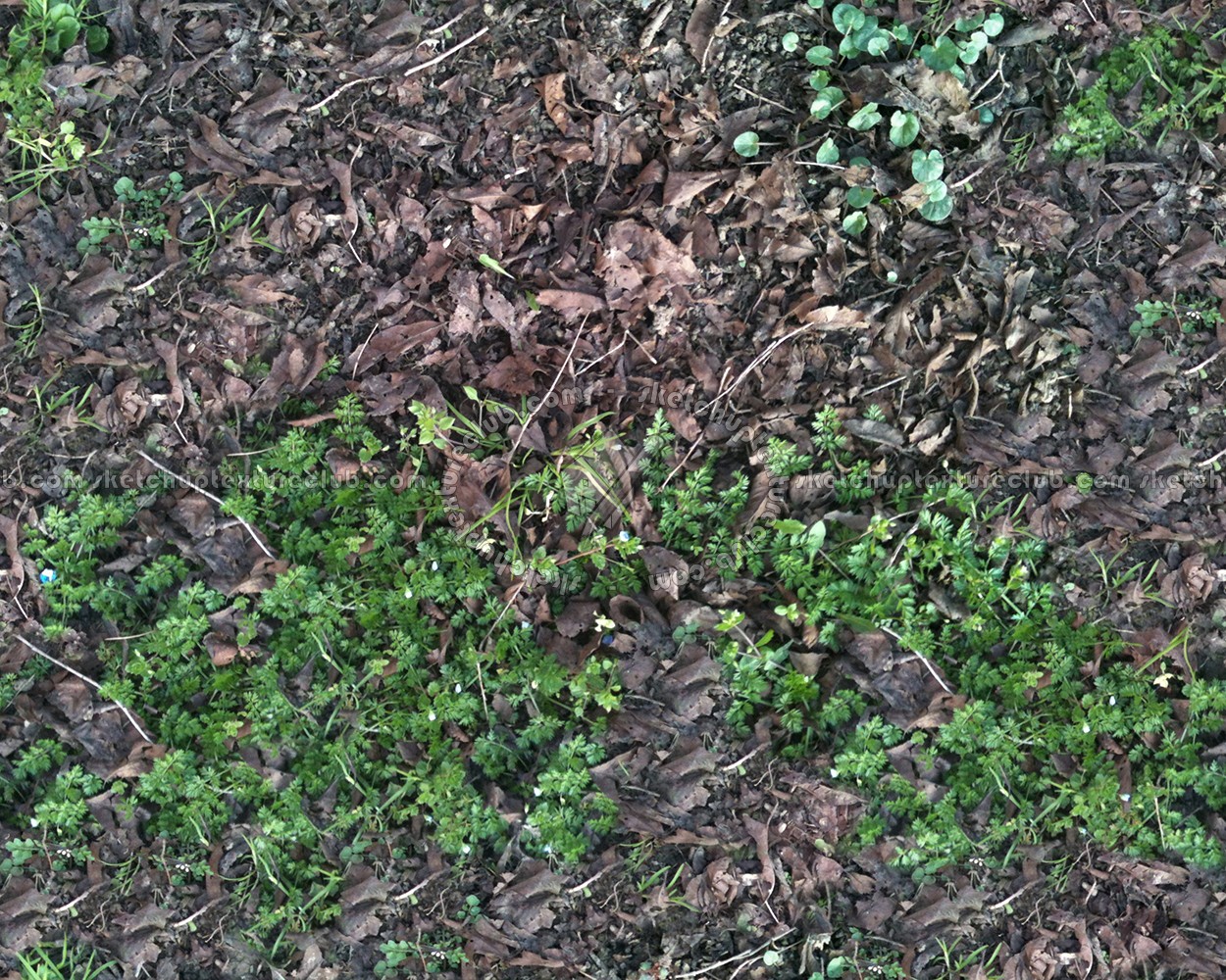 Textures   -   NATURE ELEMENTS   -   VEGETATION   -   Leaves dead  - Leaves dead texture seamless 13121 (seamless)