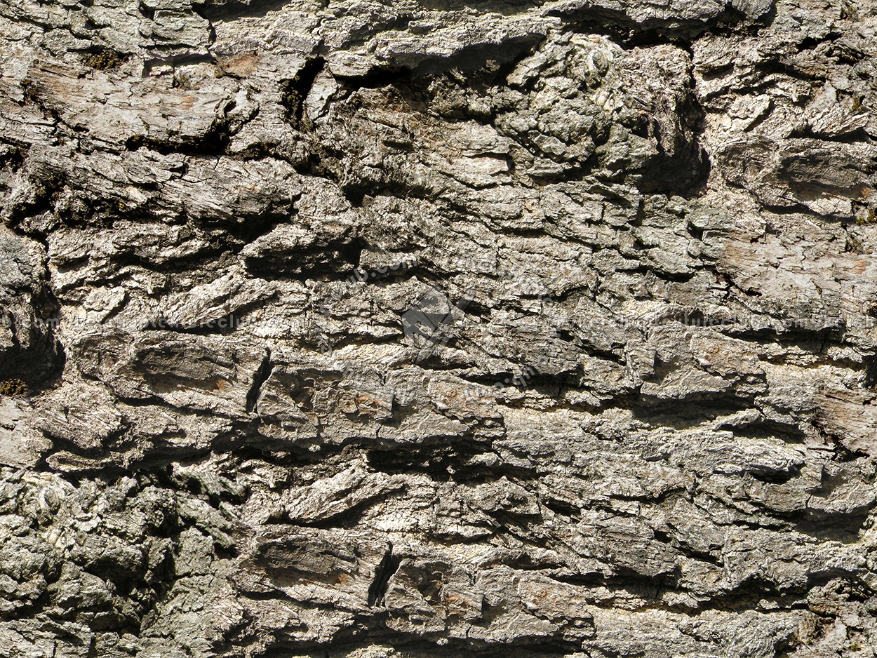 Textures   -   NATURE ELEMENTS   -   BARK  - Bark texture seamless 12314 (seamless)