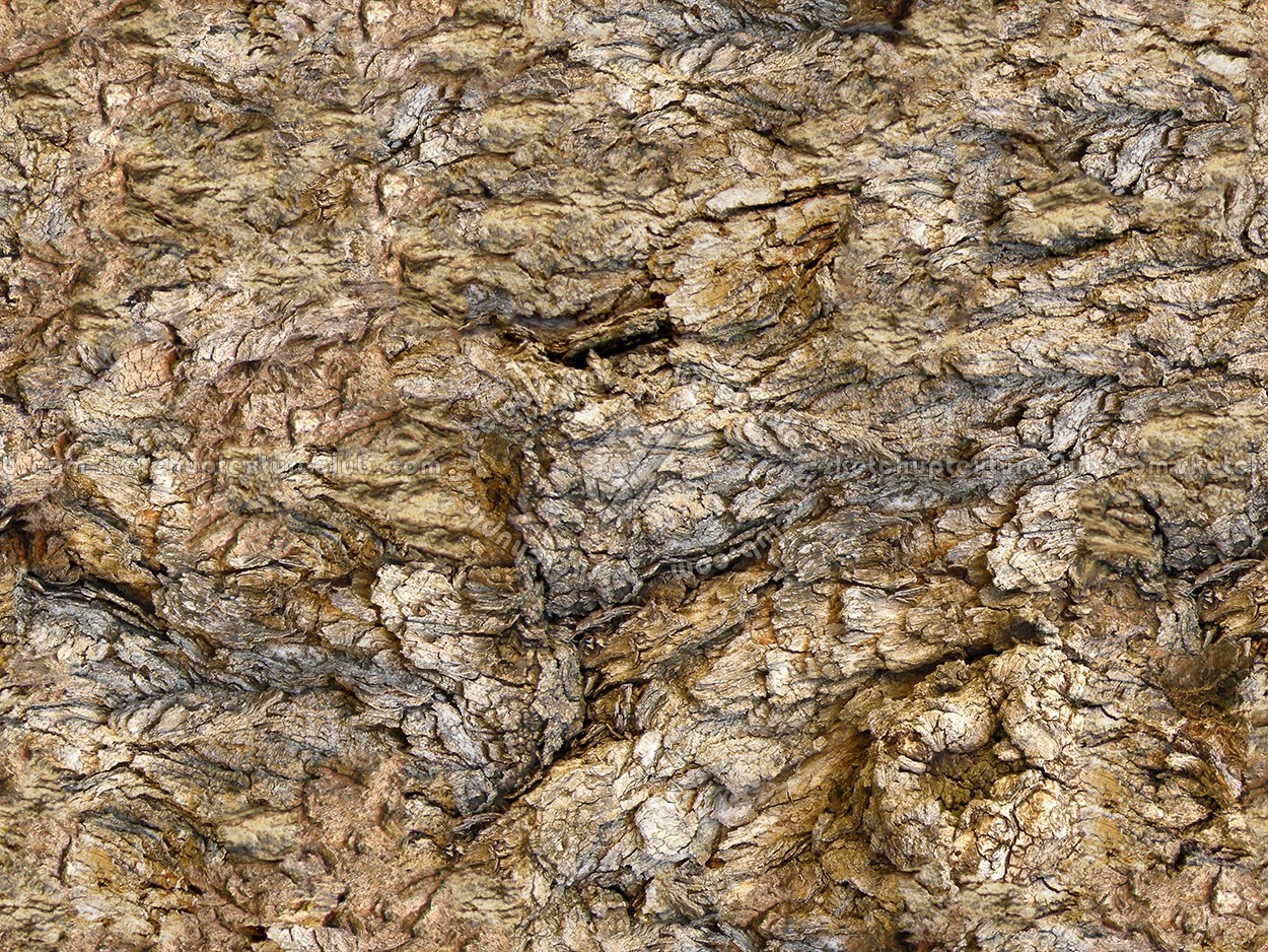 Bark texture seamless 12315