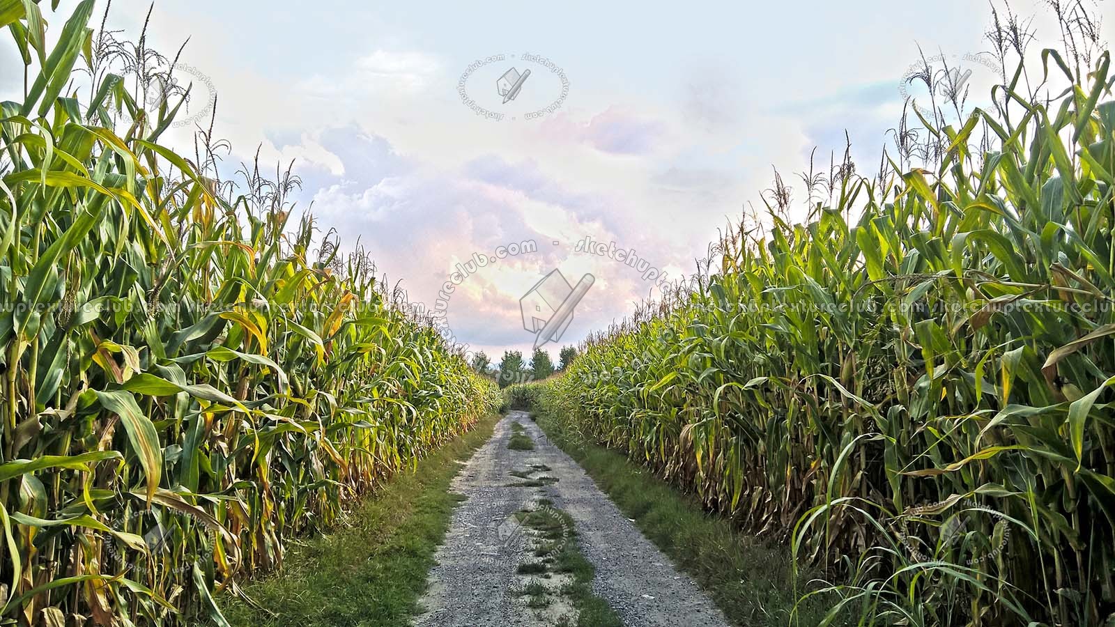 Textures   -   BACKGROUNDS & LANDSCAPES   -   NATURE   -   Countrysides & Hills  - Countrysides landscape with corncobs texture 17502
