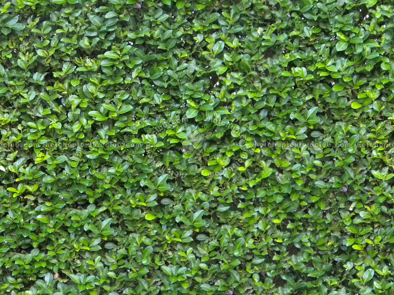 Green hedge texture seamless 13075