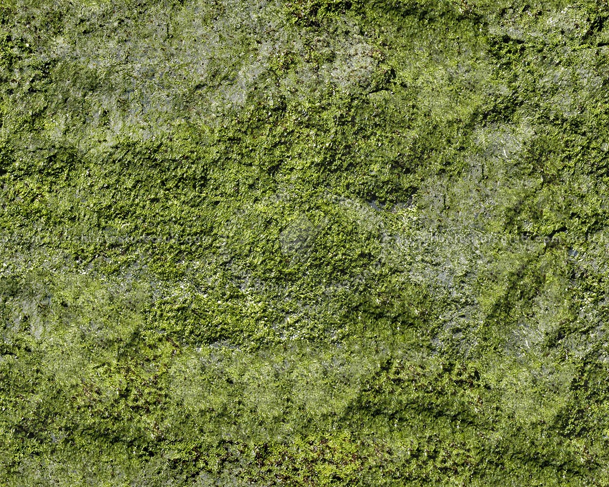 Seamless Moss Texture