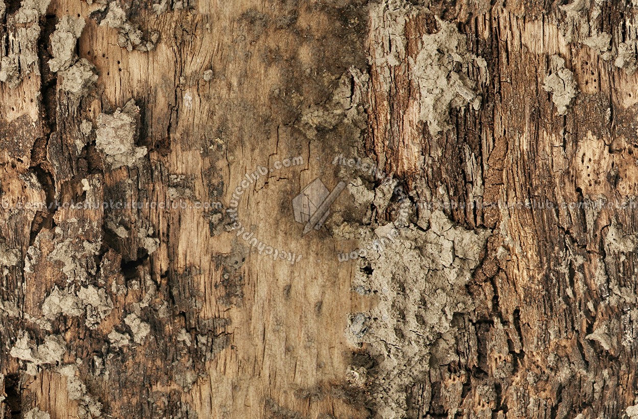 Textures   -   NATURE ELEMENTS   -   BARK  - Bark texture seamless 12316 (seamless)