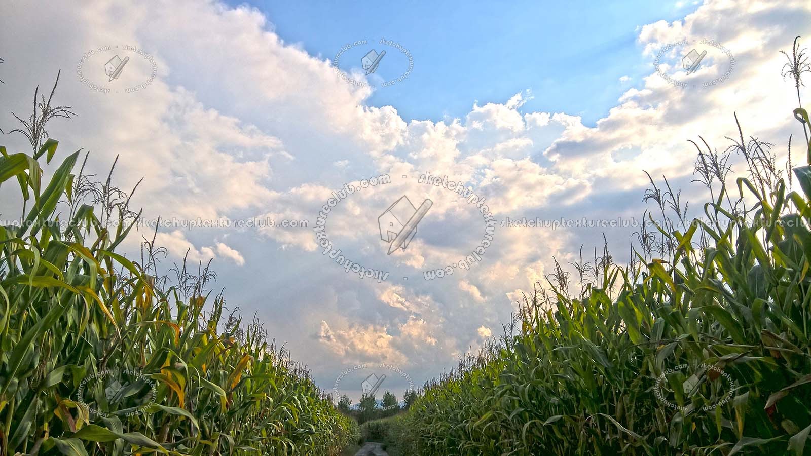 Textures   -   BACKGROUNDS &amp; LANDSCAPES   -   NATURE   -   Countrysides &amp; Hills  - Countrysides landscape with corncobs texture 17503