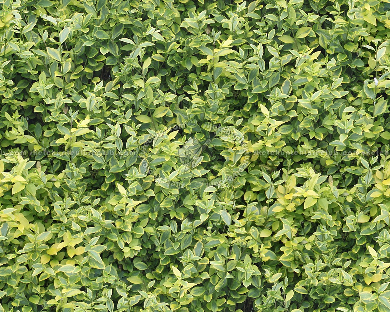 Textures   -   NATURE ELEMENTS   -   VEGETATION   -   Hedges  - Green hedge texture seamless 13076 (seamless)